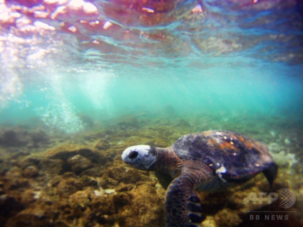 イースター島周辺 広範な海洋保護区に チリ政府 写真1枚 国際ニュース Afpbb News