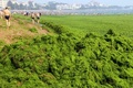 中国東部・山東（Shandong）省青島（Qingdao）の藻が大発生した海岸で遊ぶ人たち。

中国国家海洋局（State Oceanic Administration、SOA）によると、中国近海では1週間前からスジアオノリ（学名：Enteromorpha prolifera）という藻が過去最大規模で大発生しており、これまでに黄海沿岸の2万8900平方キロメートルが藻に覆いつくされた。毒性はなく水質を悪化させることもないが、大量の酸素を消費し硫化水素を生成するため、海洋生態系に極度の不均衡を生じさせる（2013年7月4日撮影）。(c)AFP