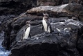 エクアドル・ガラパゴス諸島に生息するペンギン（2023年4月15日撮影）。(c)Carlos Espinosa / AFP