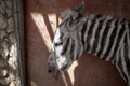 パレスチナ自治区ガザ地区（Gaza Strip）郊外のマラーランド動物園（Marahland Zoo）で、シマウマ風に白と黒のしま模様に染められたロバ（2009年10月3日撮影）。(c)AFP/MARCO LONGARI