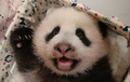 台湾の台北市立動物園（Taipei City Zoo）で生まれたジャイアントパンダの赤ちゃんの最新写真が公開された。

台湾で初めて誕生したこのパンダの赤ちゃんは、母親の円円（ユエンユエン、Yuan Yuan）と父親の団団（トアントアン、Tuan Tuan）の間で数回にわたって行われた人工授精により、7月7日に誕生した（2013年9月26日公開）。(c)AFP/Taipei City Zoo