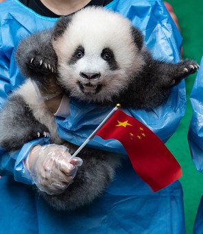 今年生まれの赤ちゃんパンダ7頭をお披露目 中国・四川省 写真10