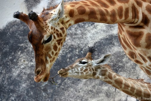 仲むつまじいキリンの親子 仏動物園 写真20枚 国際ニュース：AFPBB News