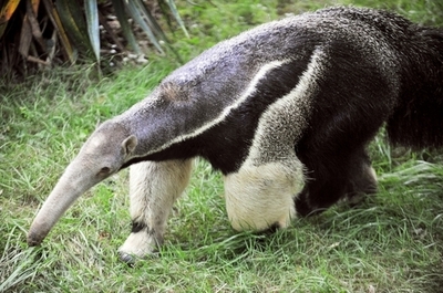 バンコクのアリクイ、デモの騒音でダウン 3か月の「休暇」へ