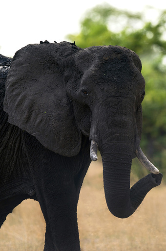 ゾウ使いの男性、ゾウに踏まれて死亡 ジンバブエ