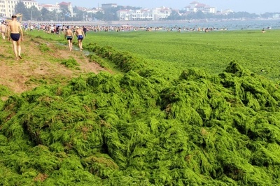 今年も藻が大量発生 中国 青島の海岸 原因は不明 写真11枚 国際ニュース Afpbb News