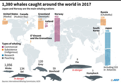 IWC、今後6年の先住民捕獲枠を可決 クジラ保護宣言では分裂