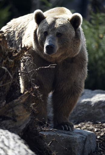女性襲ったヒグマ射殺、イタリア北東部の森