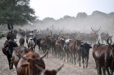 牛で多額の債務を返済、アンゴラにチャドの牛1000頭超が到着