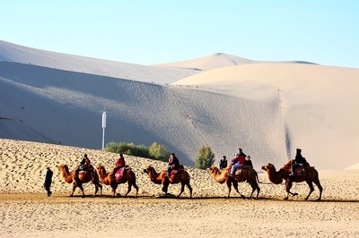 ラクダは「家族」で「お茶碗」、シルクロードの案内人　