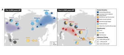中国の科学者 家犬と人類の約1万年に及ぶ共同移動の歴史を判明