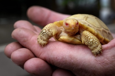 絶滅危惧のコモドドラゴン 29匹誕生 インドネシア動物園 写真13枚 国際ニュース Afpbb News