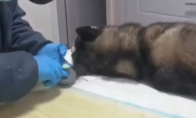 中国でペット葬サービスが流行 費用の最高額は16万円超