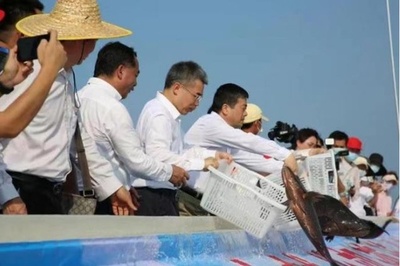 中国とベトナム、初めて北部湾の漁業資源の共同増殖・放流活動を同時展開