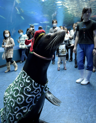 獅子舞ルックのアシカがお出迎え、品川アクアスタジアム