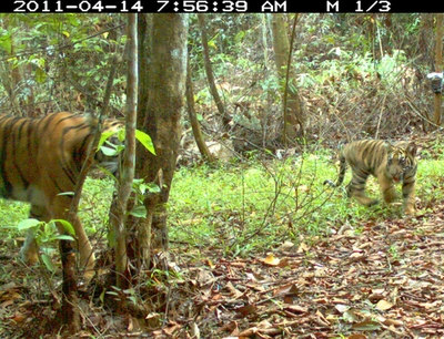 希少なスマトラトラが12頭も、生息地保護を要請 WWF