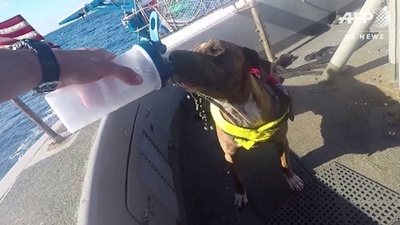 動画：太平洋で漂流5か月、米国人女性2人と愛犬2匹を救助
