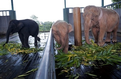 ミャンマーの首都に「白いゾウ」、幸運の象徴