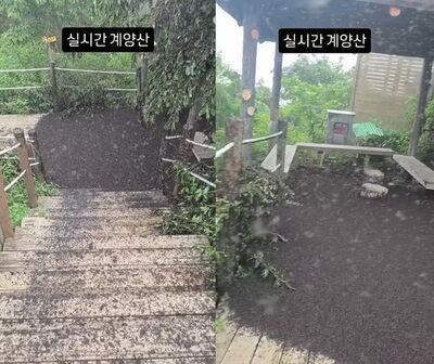 韓国の名山が「ラブバグ地獄」に…大量の死骸に登山者も絶句