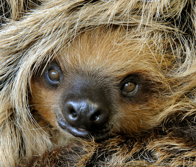 究極のスローライフ、ナマケモノの赤ちゃん