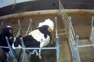 牛の胃に「丸窓」 保護団体が映像公開し非難 フランス