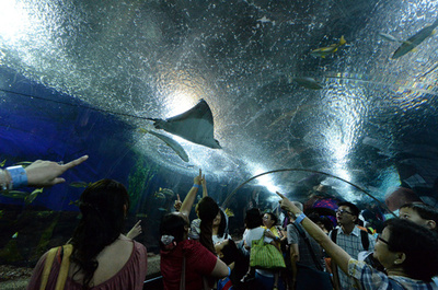 エイに刺されダイバー死亡 シンガポールの水族館