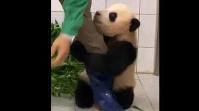 動画:「飼育員さ~ん!」 脚にしがみつくパンダの赤ちゃん 韓国