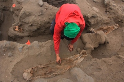 チムー王国の子ども集団いけにえ、新たに遺骨50体  ペルー