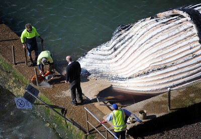 ザトウクジラが漂着、豪ニューポートビーチ