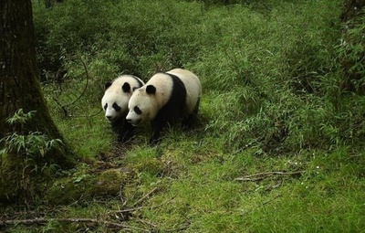 野生の双子の子供パンダの撮影に成功 四川・臥竜