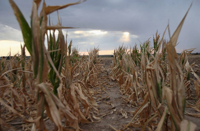 気候変動が世界の食糧生産を阻害