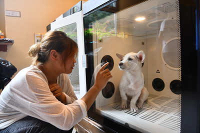「航空機で運ぶ」契約のペットを陸路で運び、死なせる 中国の悪質なペット運送業者
