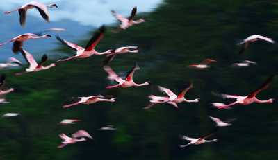 湖を埋め尽くすフラミンゴの大群、ケニア