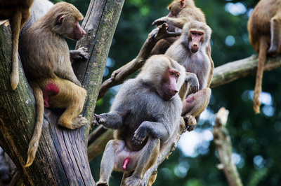 餌も食べず何もしないマントヒヒ、集団無気力症か オランダ