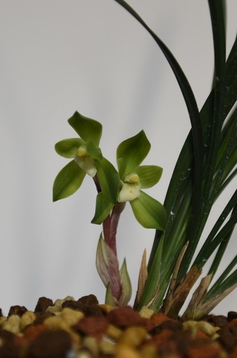 希少な春蘭「赤穀荷素」に2輪の花が咲く 杭州