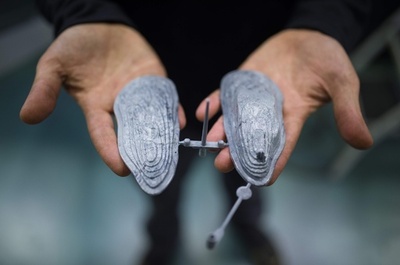 養殖カキの盗難対策、新兵器は「カキ型監視装置」 仏