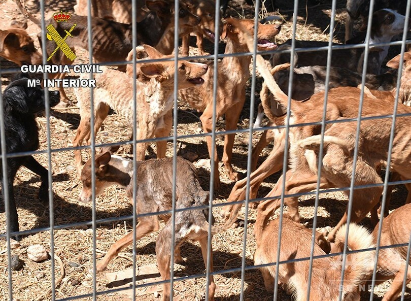 飢えて痩せこけた犬41頭、農場から救出 スペイン
