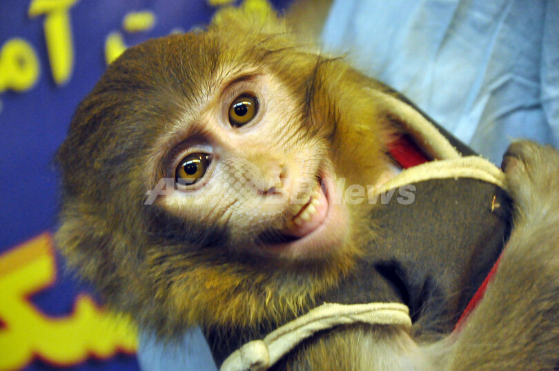 イランのサルが宇宙から生還は捏造？顔や毛色が違うとの指摘