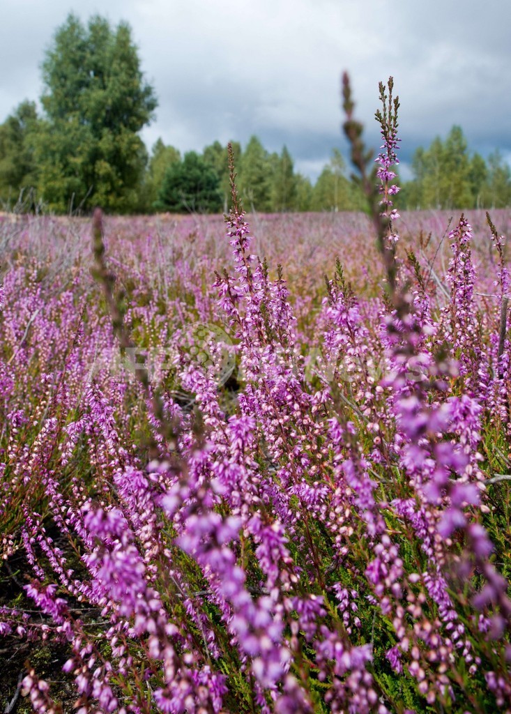 かつての軍演習場に咲き誇るヒースの花 ドイツ 写真8枚 国際ニュース Afpbb News