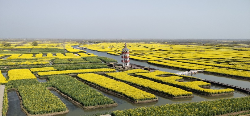 菜の花満開 世界農業遺産を訪ねて 中国 江蘇省 写真6枚 国際ニュース Afpbb News