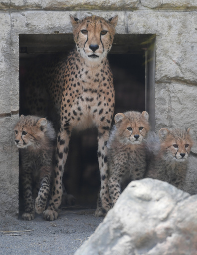 チーター？ 動物 赤ちゃん 三つ子 ぬいぐるみ 3体セット アンティーク