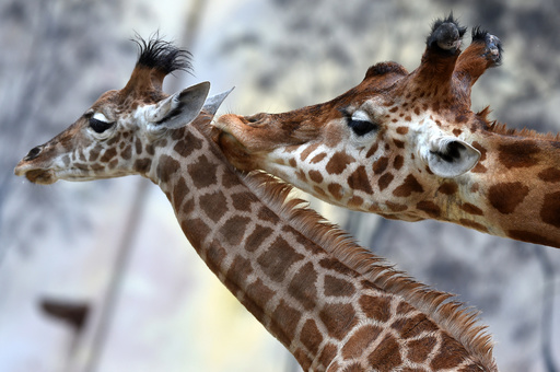 仲むつまじいキリンの親子 仏動物園 写真20枚 国際ニュース：AFPBB News