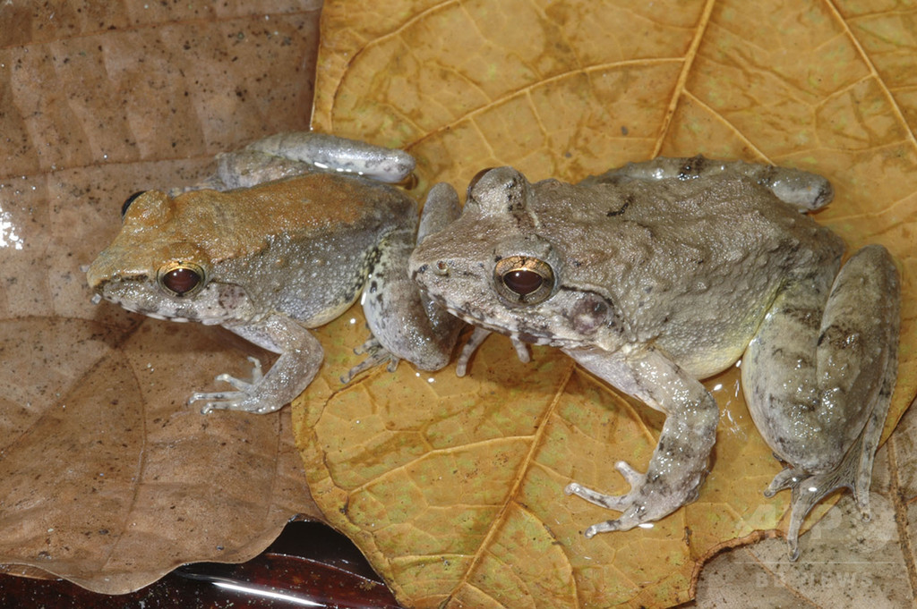オタマジャクシを産むカエル インドネシアで世界初の発見 写真1枚 国際ニュース Afpbb News