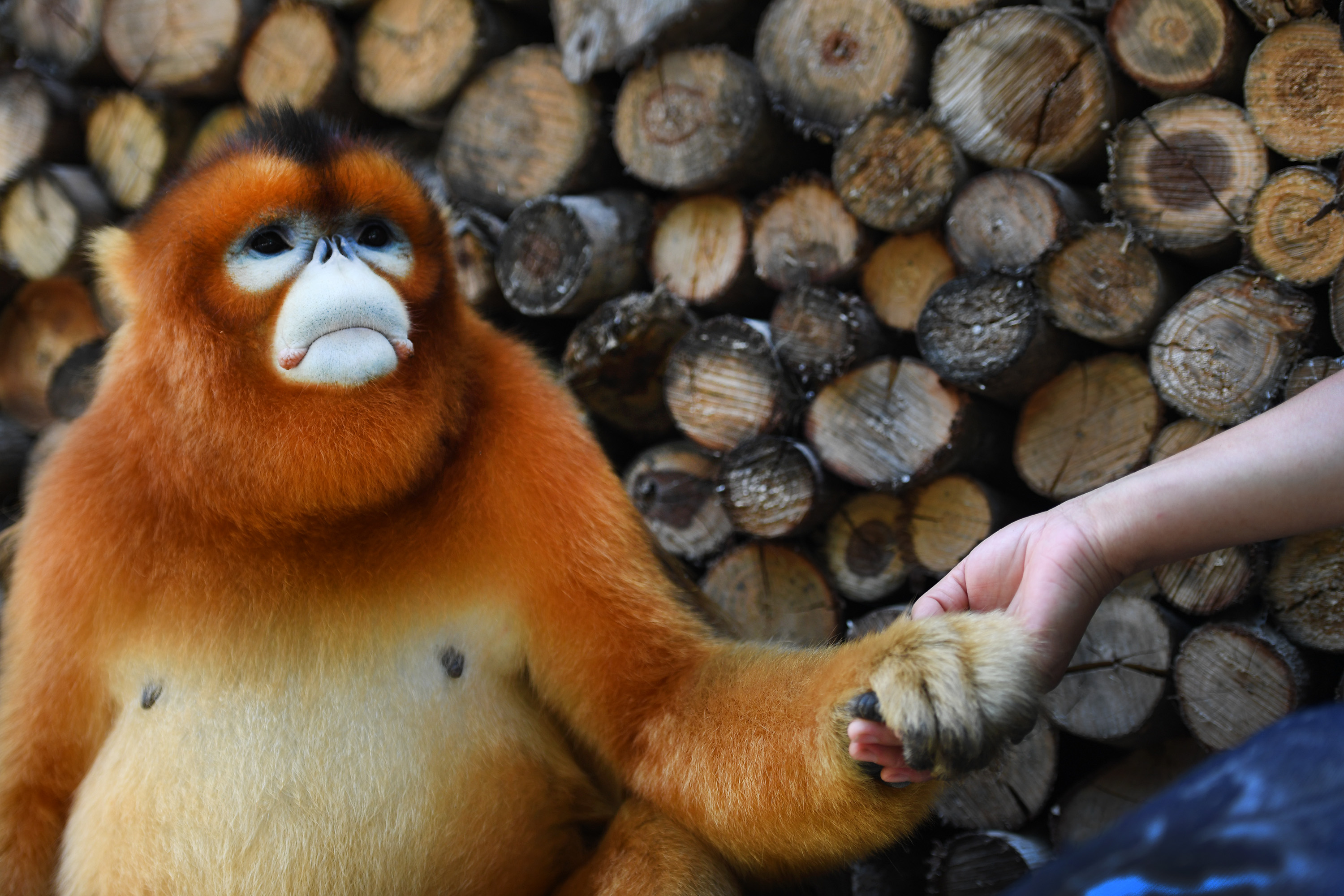 野生のキンシコウが農家を 訪問 中国 漢中市 写真12枚 国際ニュース Afpbb News