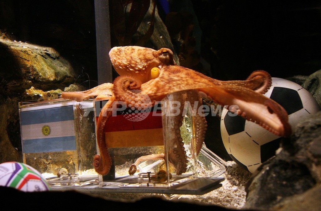 W杯予言的中のタコを「自然に帰せ」、PETAが声明 ドイツ W杯予言的中のタコを「自然に帰せ」、PETAが声明 ドイツ