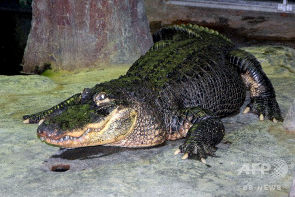 第2次大戦の空襲生き延びたワニ 84歳の大往生 モスクワ動物園 写真2枚 国際ニュース Afpbb News