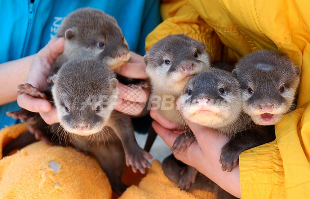 大阪水族館の赤ちゃんカワウソ 5匹が勢ぞろい 写真2枚 国際ニュース Afpbb News