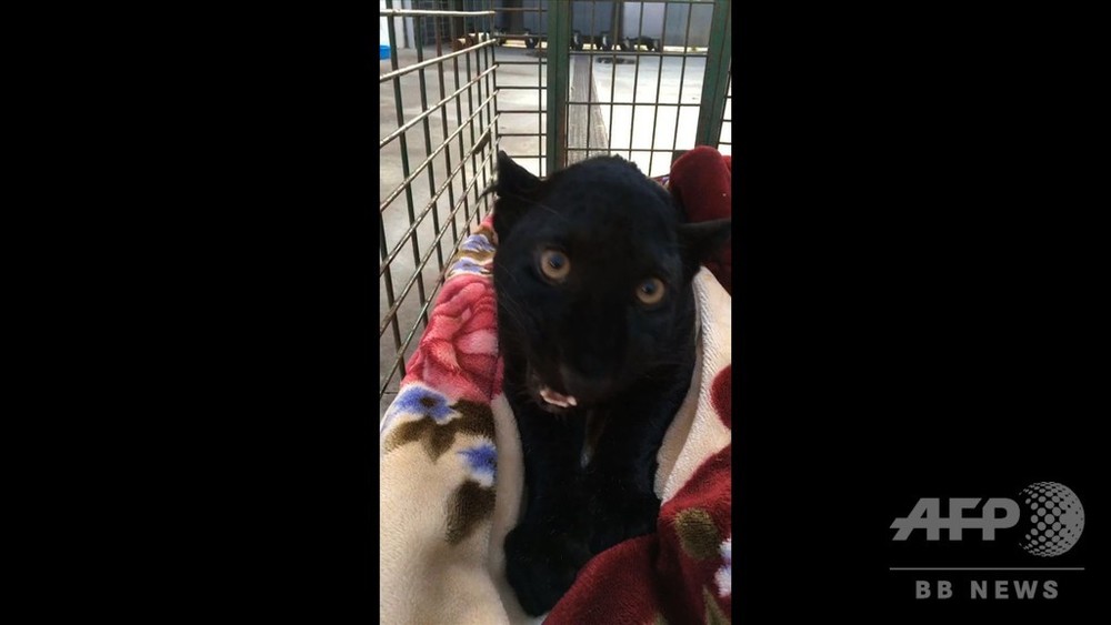 動画 黒猫と思いきやクロヒョウ 仏アパートで捕獲 違法飼育か 写真1枚 国際ニュース Afpbb News