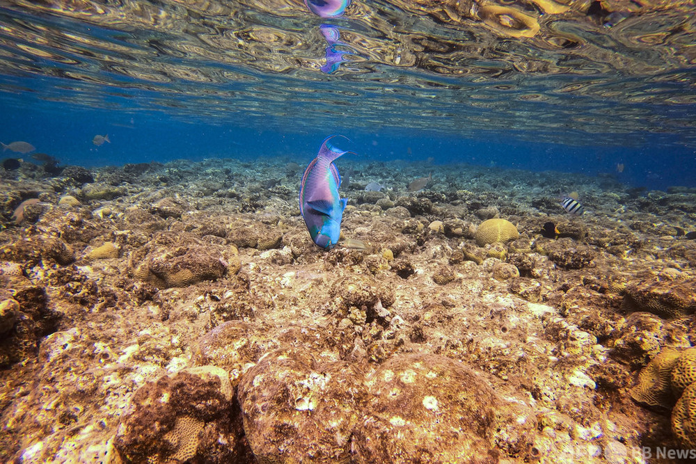 紅海のサンゴ礁脅かす、イスラエル・UAEの石油協定 写真19枚 国際