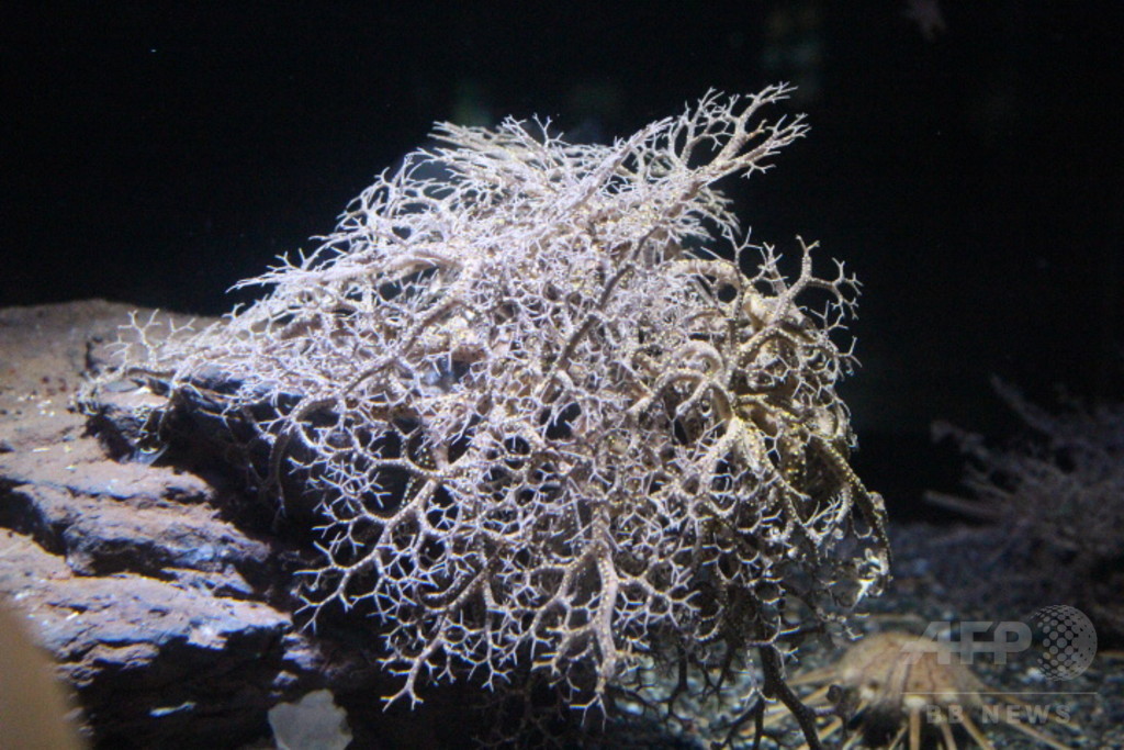「未知なる海底谷 深海リウム」を新設、横浜・八景島シーパラダイス